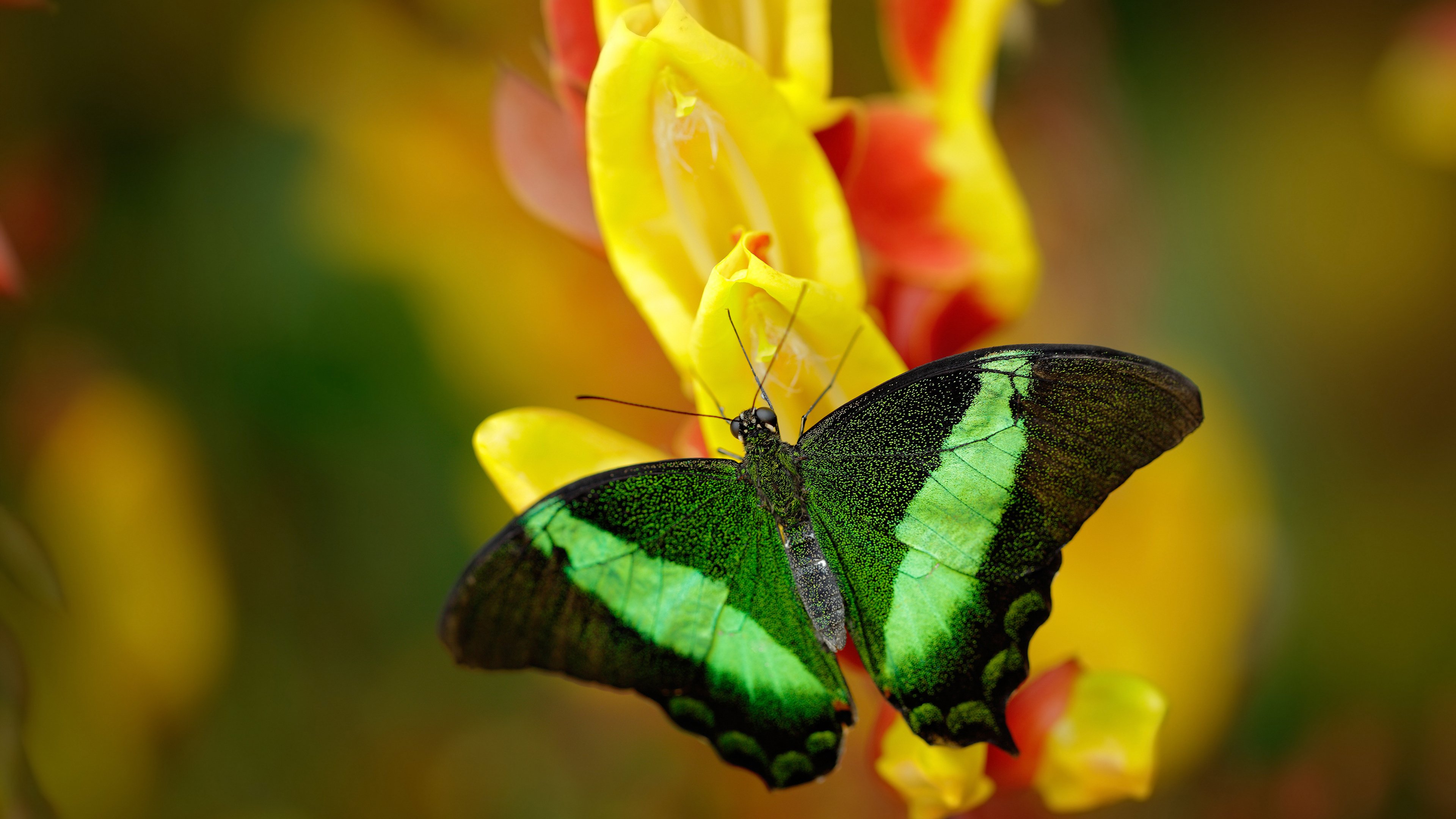 全国青少年高尔夫挑战赛在江苏顺利举行，全国青少年高尔夫球精英赛